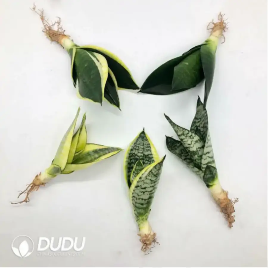 1-2289.webp Senna Meridionalis - Image 1