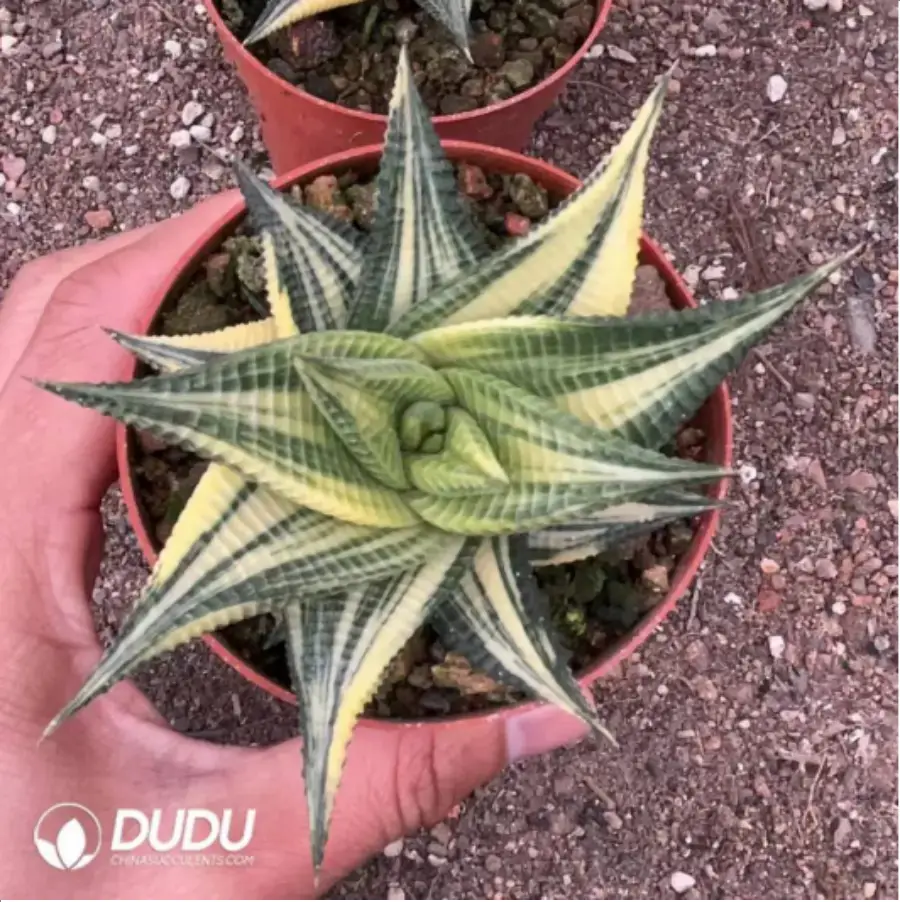 1-2291.webp Haworthia limifolia variegated - Image 1