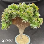 Aeonium canariense var. canariense Cristate