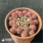 Sempervivum Sempervivum Edward Ball(Scattered Clustering)