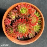 Sempervivum Sempervivum Orange Ball(Scattered Clustering)