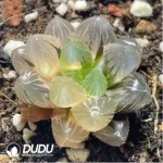 Haworthia kyodai akasen lens Variegated