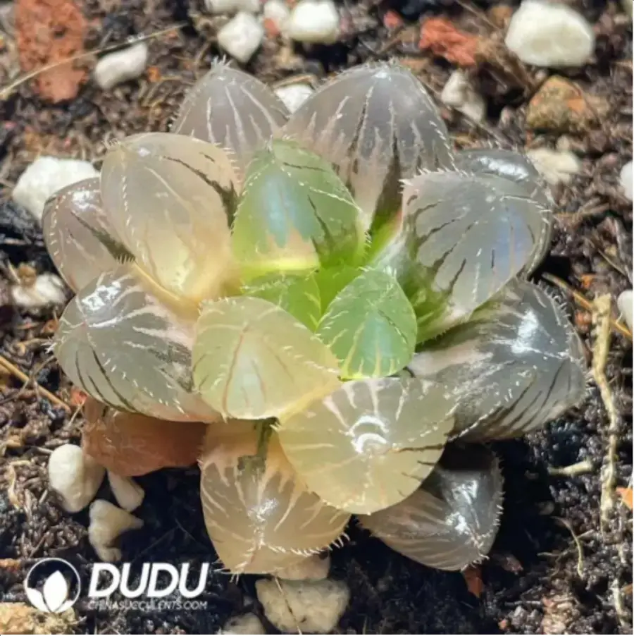 1-23.webp Haworthia kyodai akasen lens Variegated - Image 1