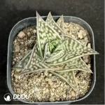 Aloe variegata L. Gonialoe variegata
