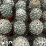 Cactus-Coryphantha Tripugionacantha