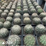 Cactus-Tiger Claw Jade