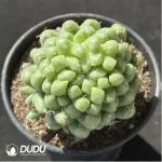 Cactus-Mammillaria Taijulian