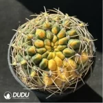 Gymnocalycium cultivation variegated