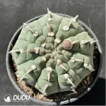 Cactus-Gymnocalycium vatteri