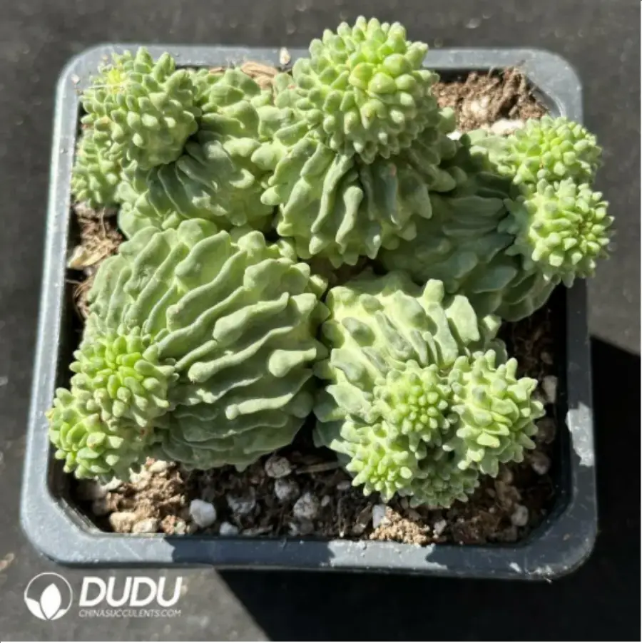 1-2325.webp EchinofossuloCactus-Multicostatus - Image 1