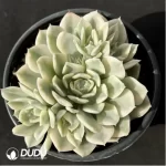 Echeveria moon river variegated clustering