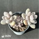 Pachyphytum beaver beauty clustering