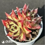 Echeveria agavoides Ebony Double Head