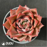 Echeveria Red Dragon