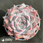 Echeveria 'Blue bird'