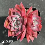Echeveria Corsican rose double head