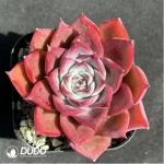 Echeveria Corsican rose