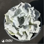 Echeveria Thriller Pearl