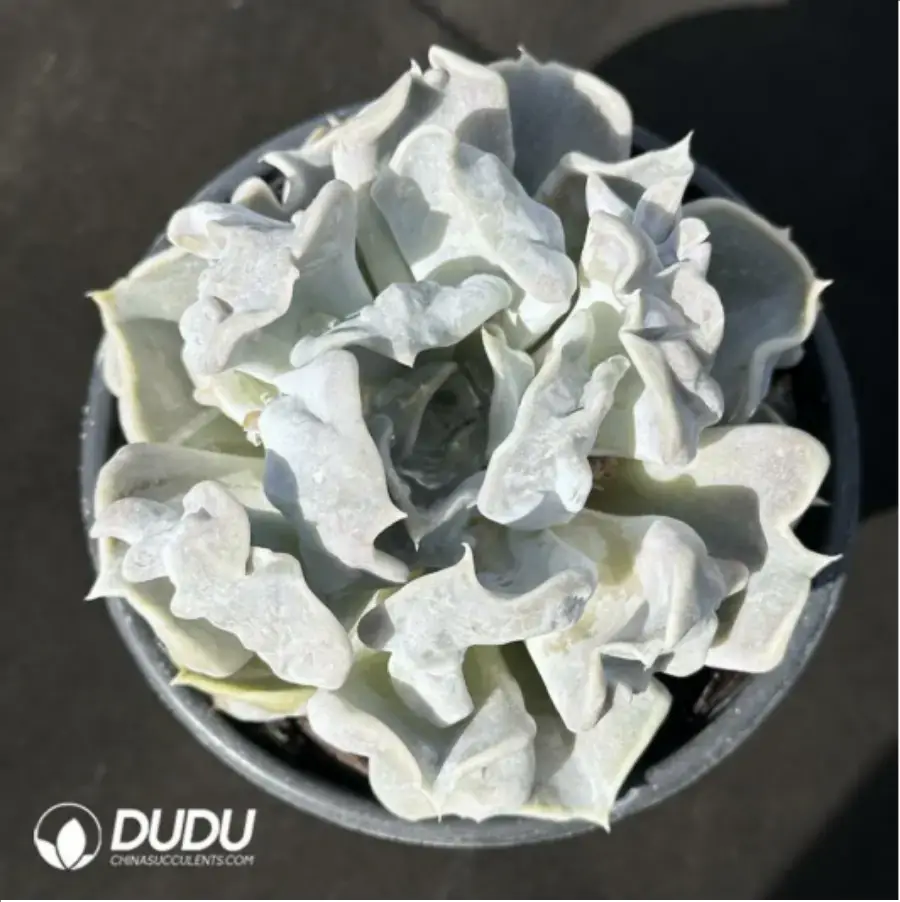 1-2355.webp Echeveria Thriller Pearl - Image 1