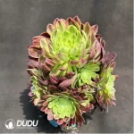 Aeonium 'Fiesta'Clustering