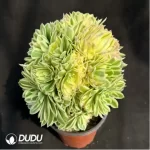 Aeonium Yanning variegated cluster