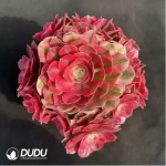Aeonium Pink Witch Variegated Clustering