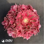 Aeonium Pink Witch Variegated Clustering