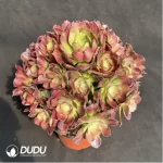 Aeonium Athena Variegated Clustering