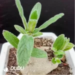 Sinningia  
Cliff Prince