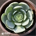 Aeonium Greenovia Gerimir