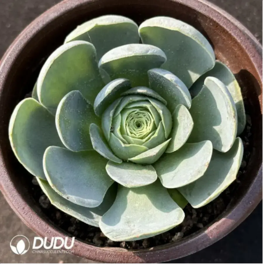 1-2377.webp Aeonium Greenovia Gerimir - Image 1