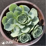 Aeonium Love letter Clustering