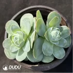 Aeonium Greenovia diplocyclum var. gigantea Double Heads