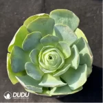 Aeonium Greenovia Arora
