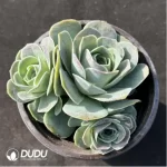 Aeonium Jero Greenovia Clustering