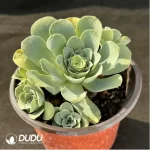 Aeonium Greenovia Sexy Clustering