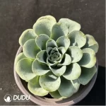 Aeonium Goblet Greenovia