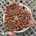 Sempervivum For You ( 4U )