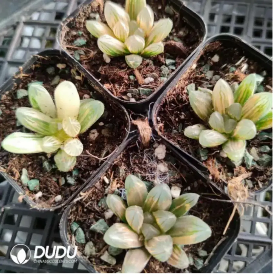 1-2398.webp Haworthia Japanese cicada - Image 1