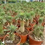 Euphorbia-clandestina