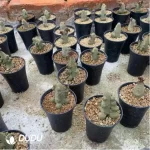 Larryleachia cactiformis Hook.Plowes (Without Roots)