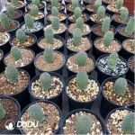 Aizoaceae-Trichodiadema bulbosum Schwantes