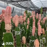 Euphorbia-abdelkuriBalfour fil Variegated