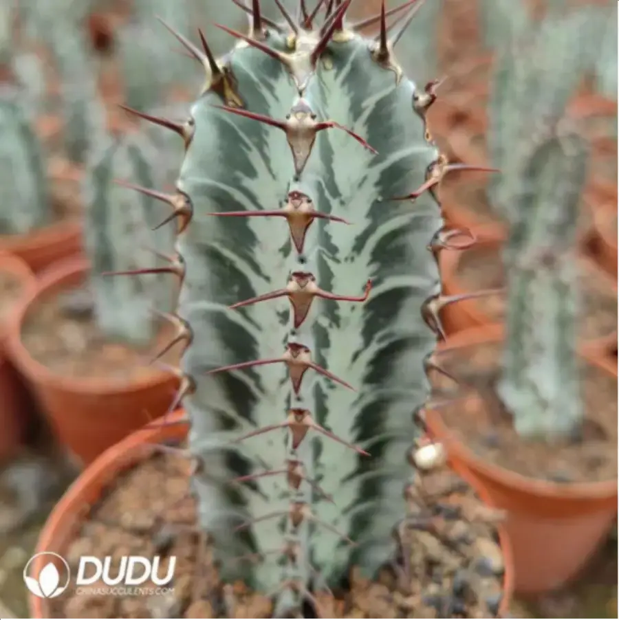 1-2409.webp Euphorbia-zoutpansbergensis - Image 1