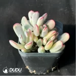 Cotyledon orbiculata. Variegated Clustering