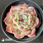 Echeveria Chihuahuaensis