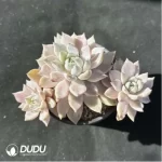 Echeveria Blood Moon Variegated Clustering