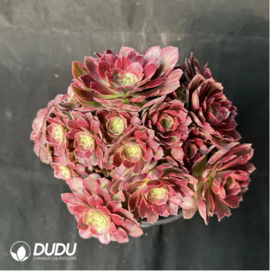 1-2421.webp Aeonium Anna Rose clustering - Image 1