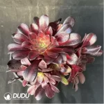 Aeonium Huana clustering