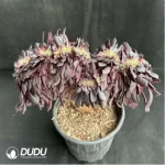 Aeonium arboreum Velour Cristata
